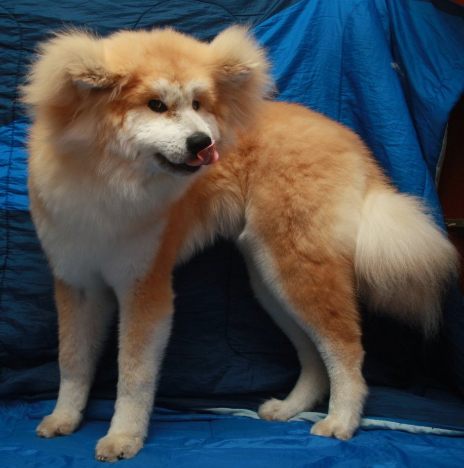 Акита ину и самоед