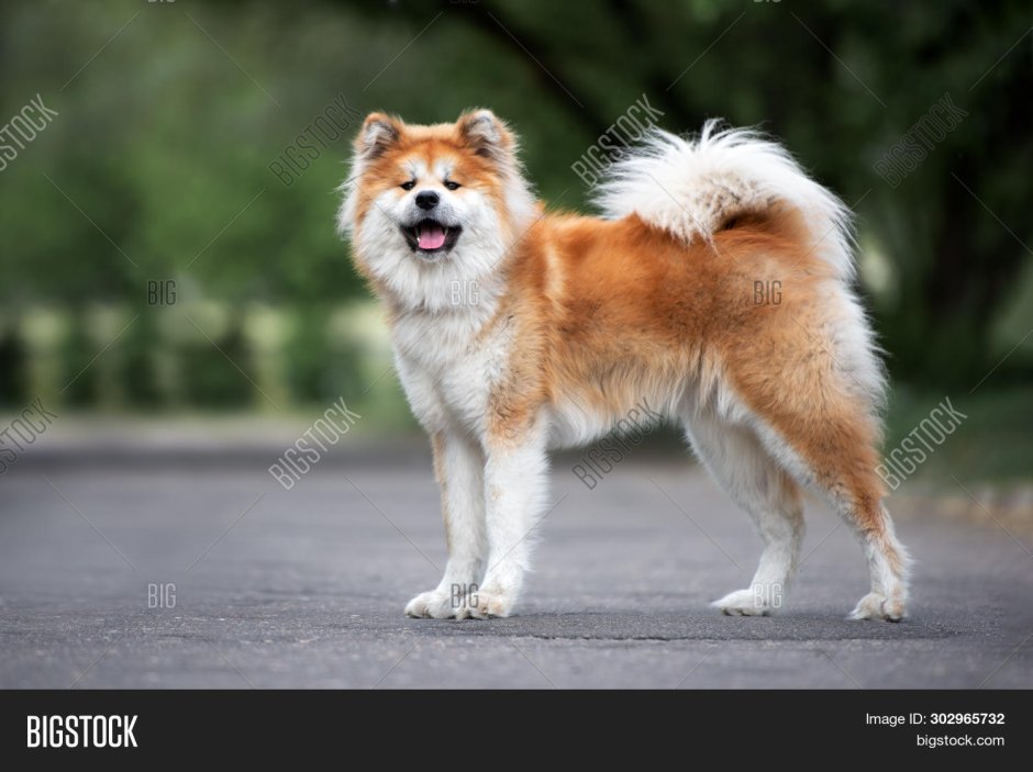 Акита ину пушистая