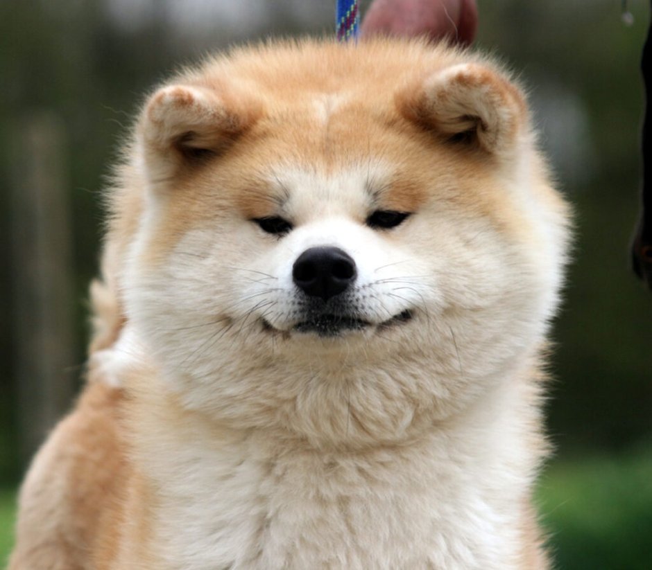 Акита длинношерстная