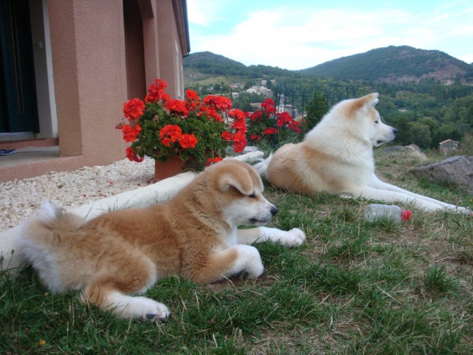 Акита ину тигровая