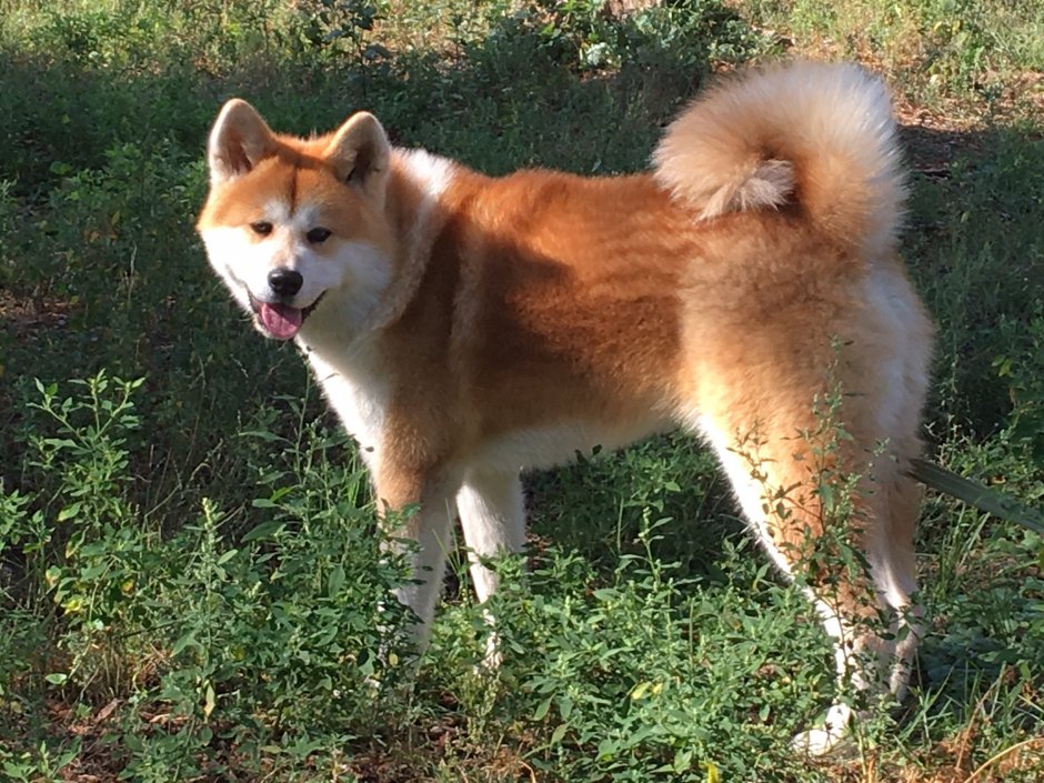 Японская лайка Акита ину