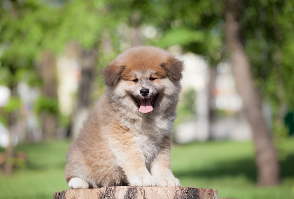 Длиношерстые Акито ино