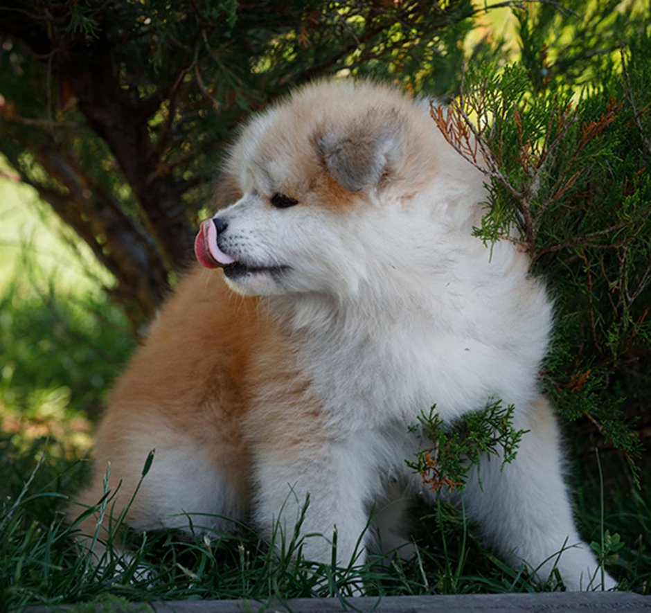Акита-ину длинношерстная