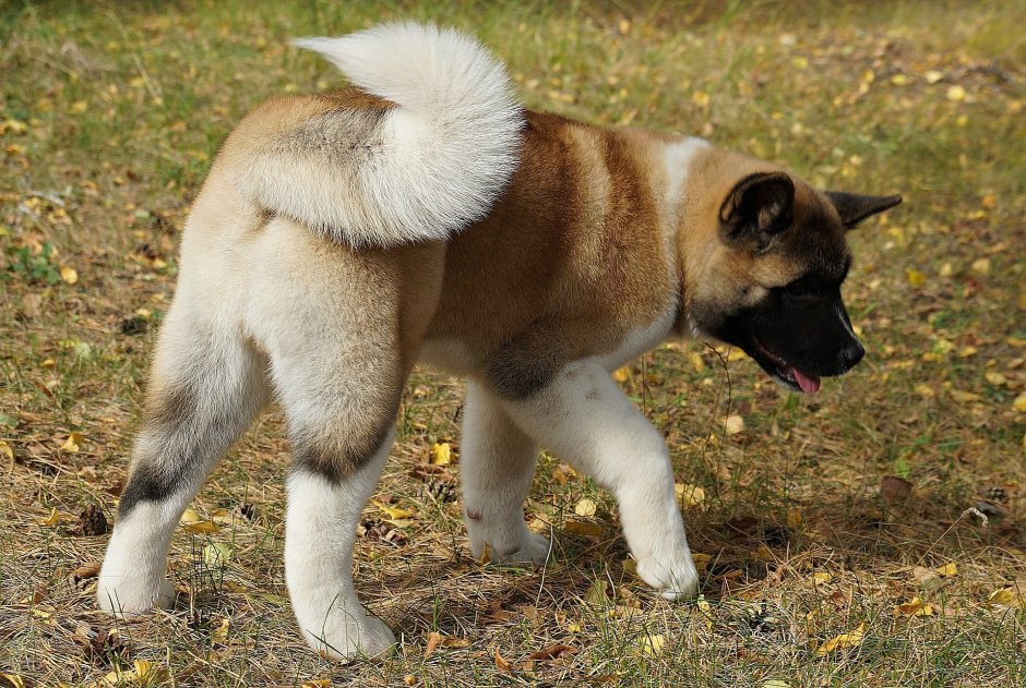 Американская Акита ину длинношерстная