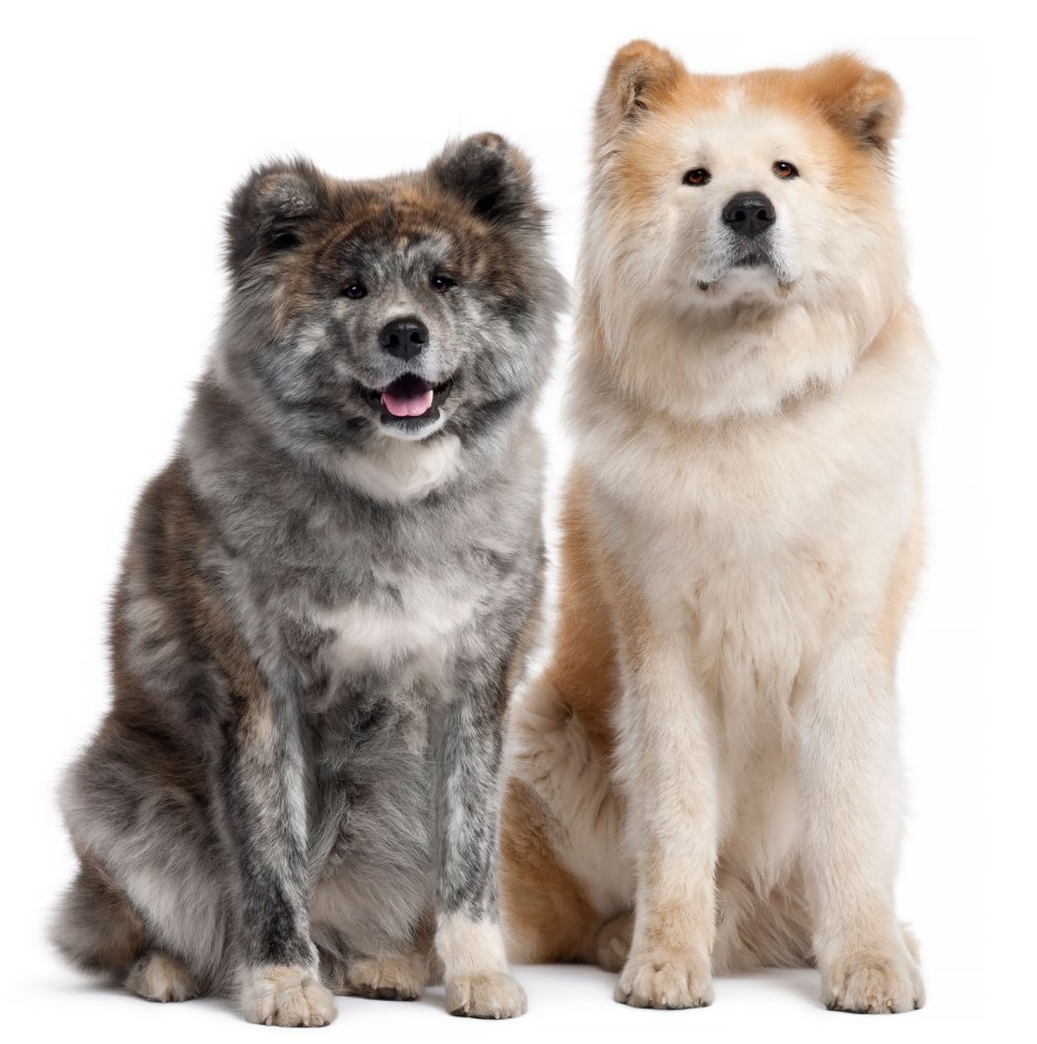 Акита длинношерстная тигровая