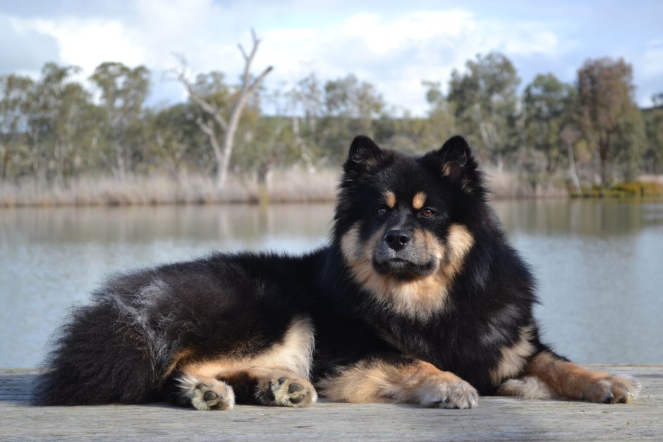 Акита ину чемпион
