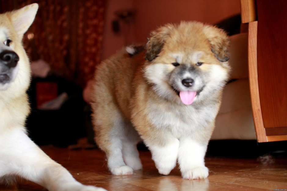 Акита длинношерстная