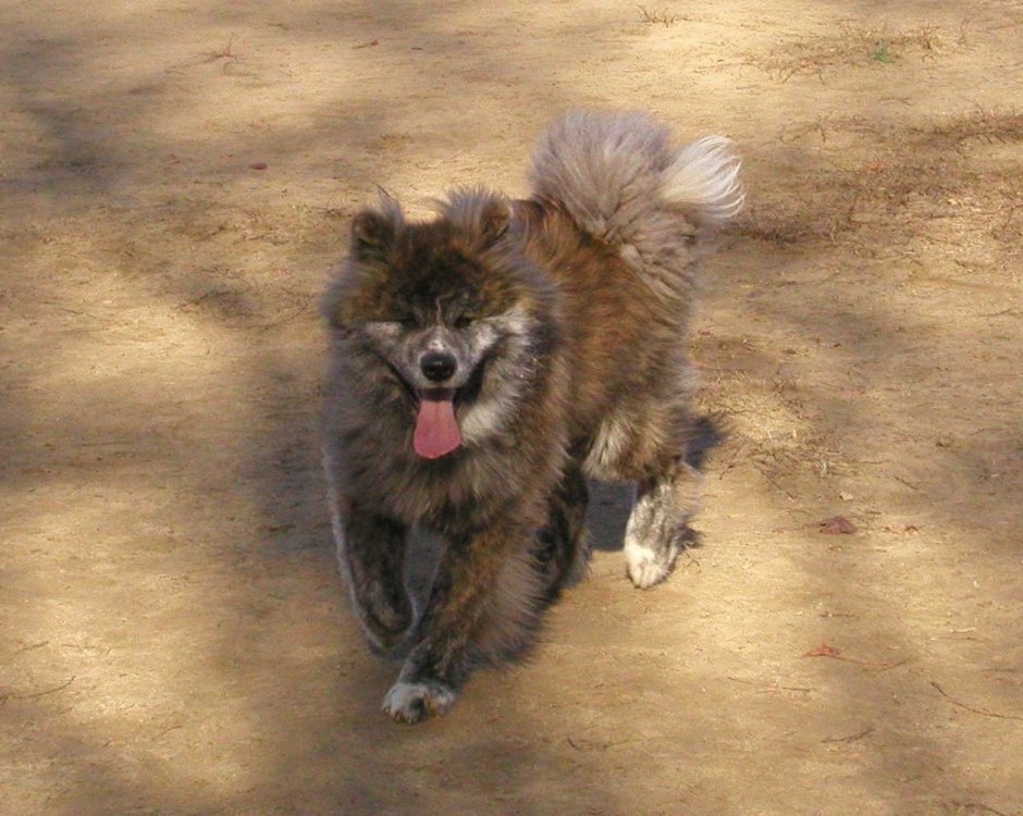 Японская Акита длинношерстная