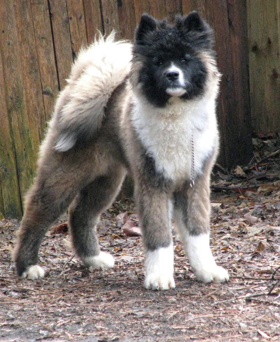 Японская лайка сиба ину