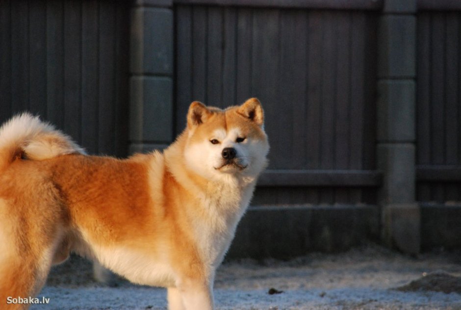 Акита-ину карликовый