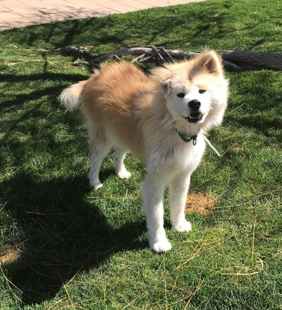 Акита ину серая