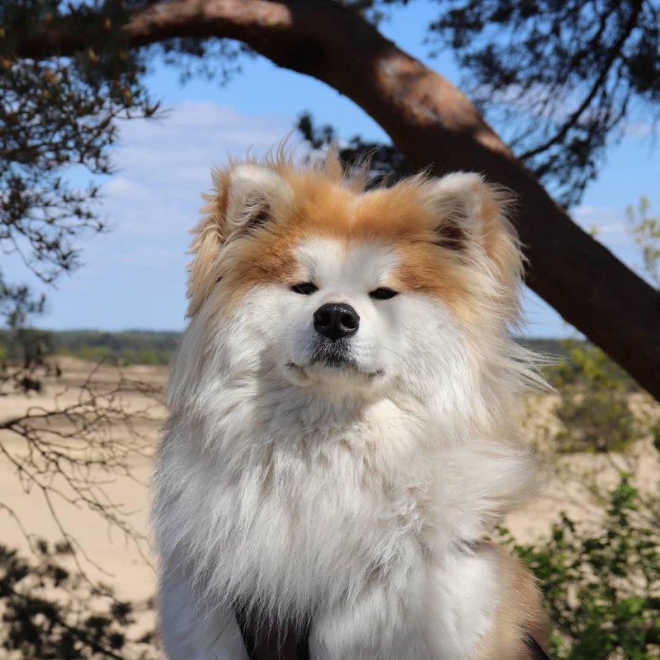 Японская Акита длинношерстная
