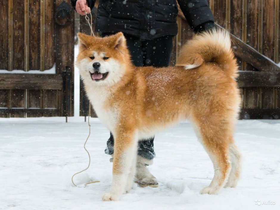 Длиношерстые Акито ино
