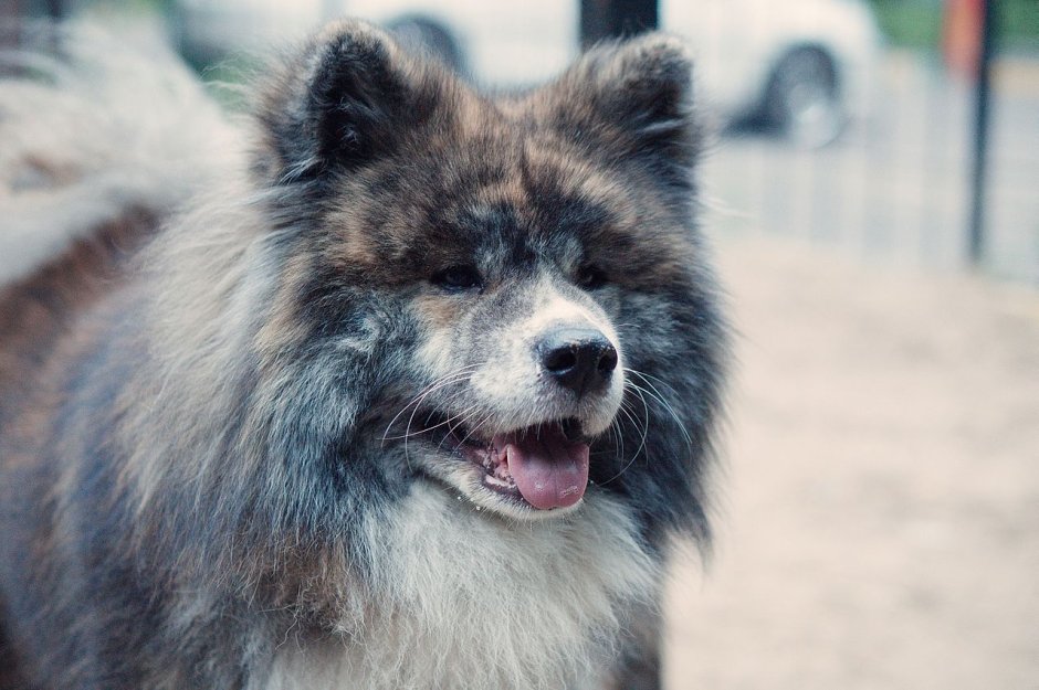 Акита-ину длинношерстная