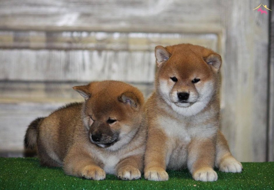 Американская Акита длинник