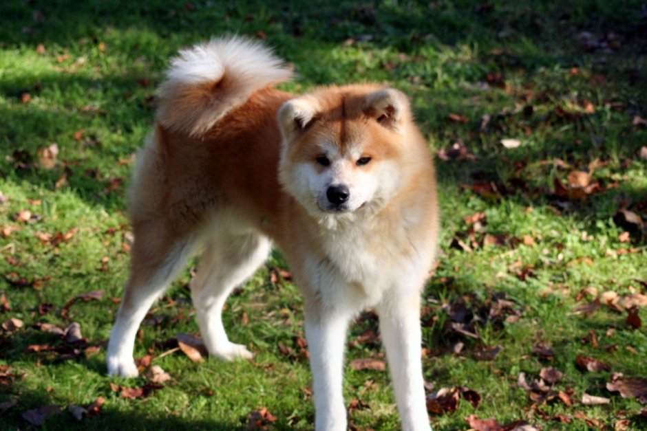 Акита старше трех лет