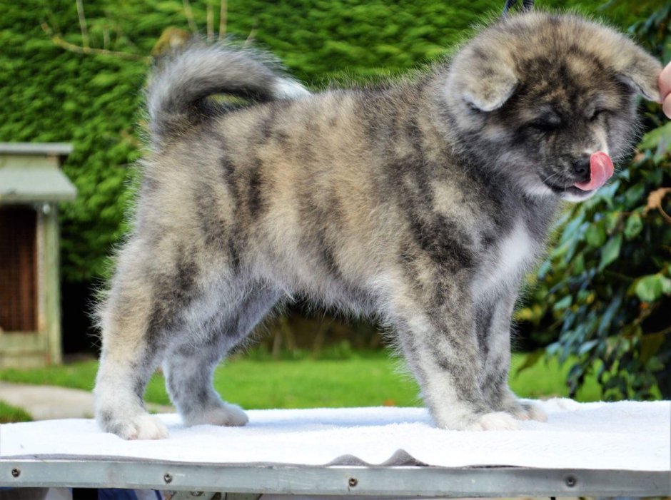 Выставка Акита ину в Москве 2022