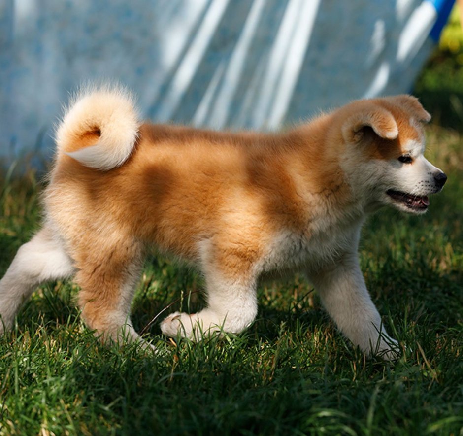 Акита-ину длинношерстная