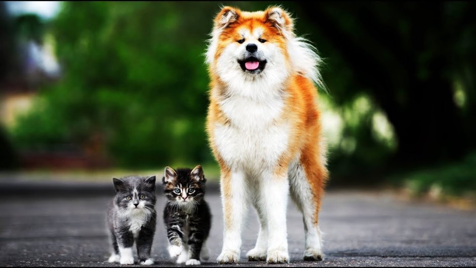 Японская Акита-ину длинношерстная