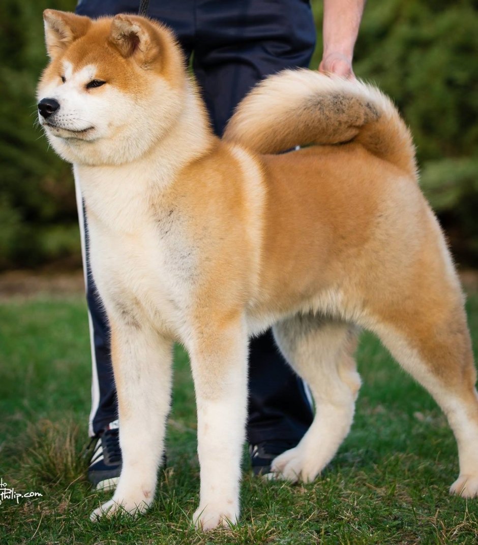 Американская Акита и сиба ину