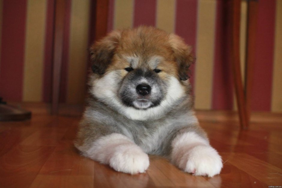 Акита в добрые руки бесплатно