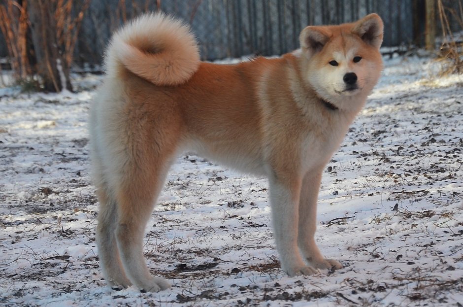 Акито ину длинношерстная
