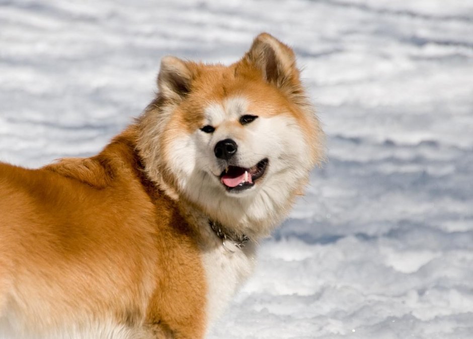 Японская лайка Акита ину