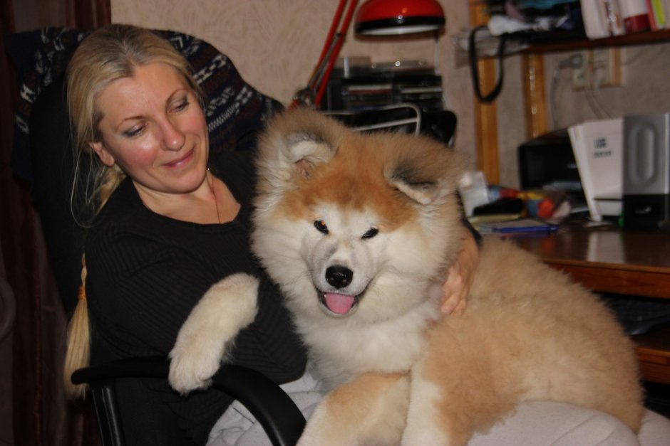 Американская Акита ину длинношерстная