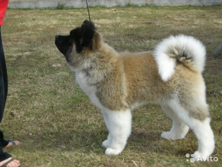 Акита-ину длинношерстная