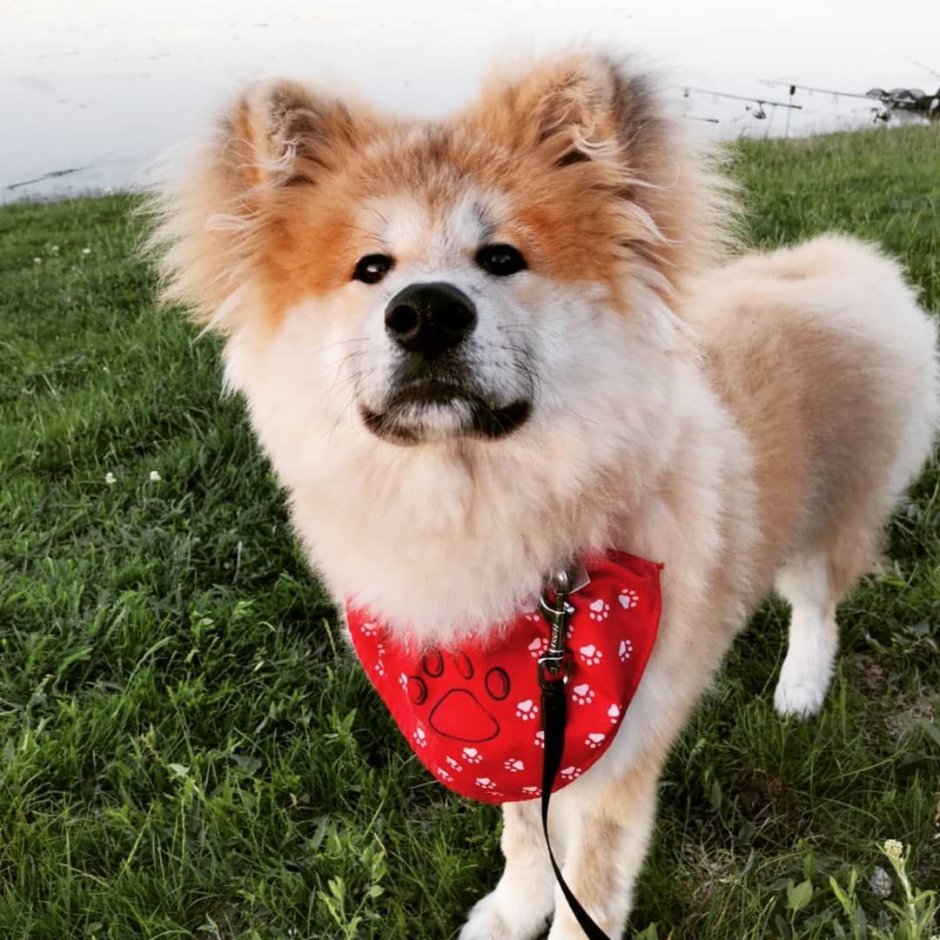 Акита-ину Юки