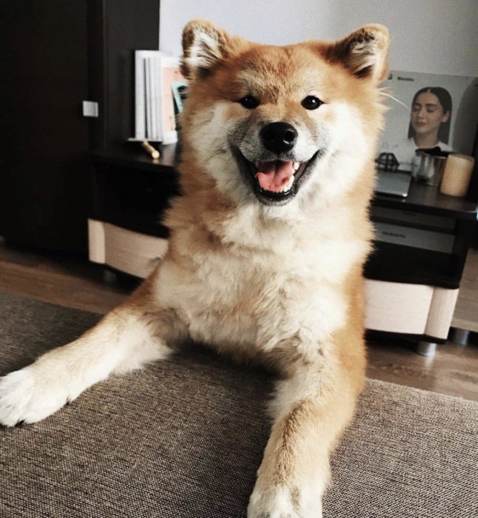 Японская Акита длинношерстная