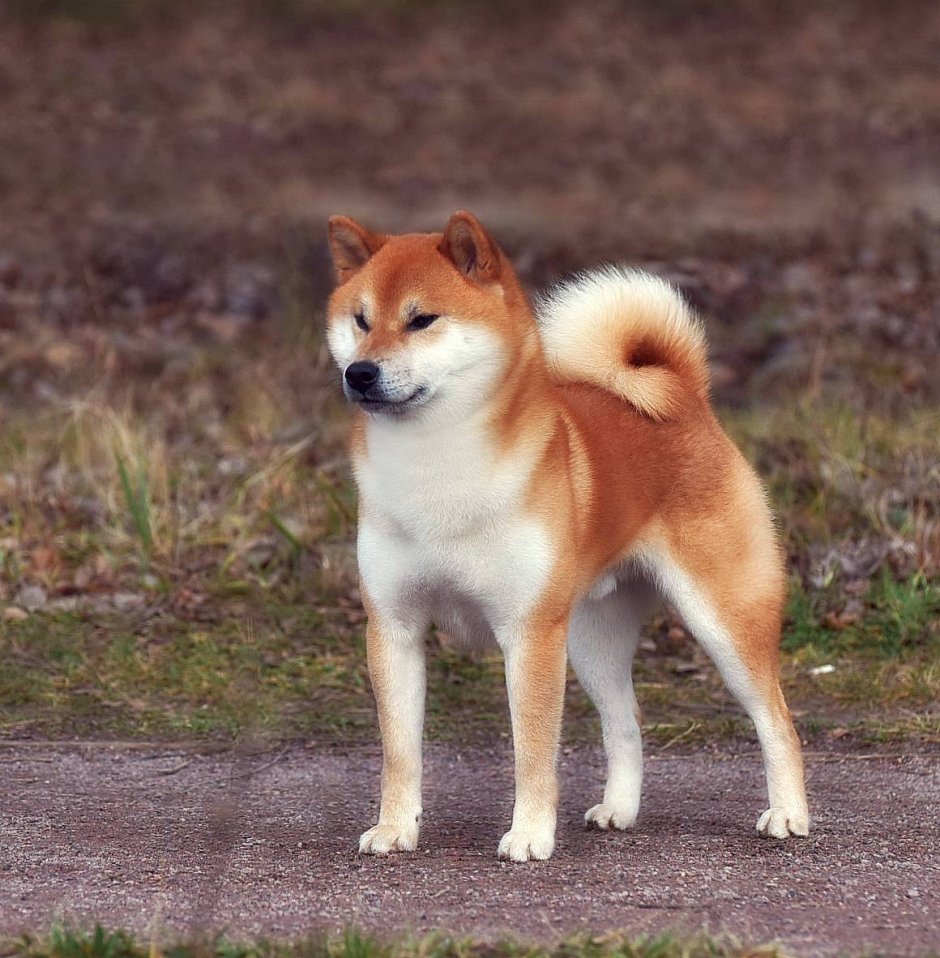 Акита ину рыжая