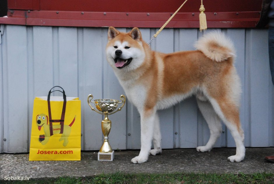 Акита ину взрослая