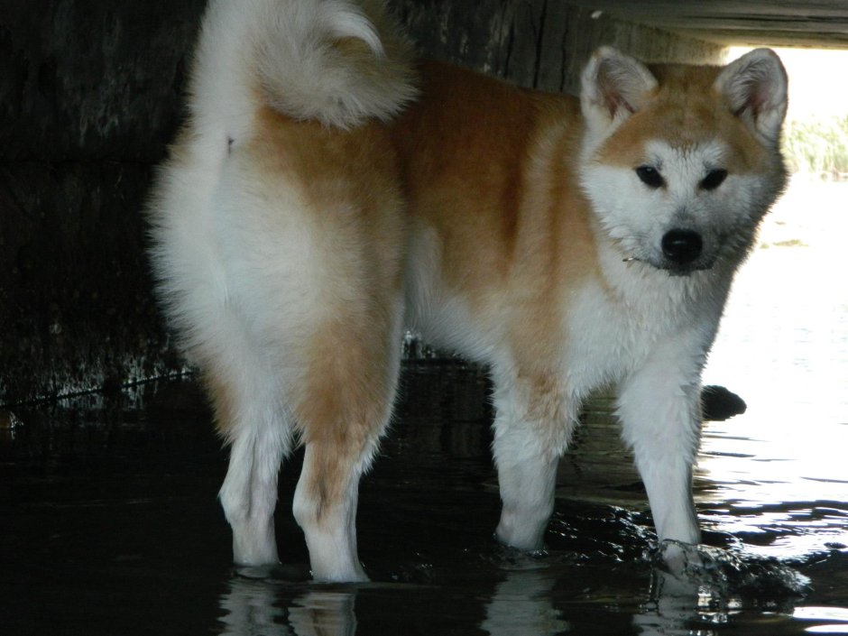 Японская тигровая Акита ину