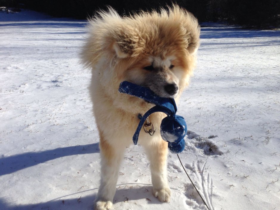 Акита-ину длинношерстная белая