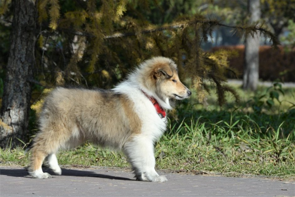 Акита-ину длинношерстная