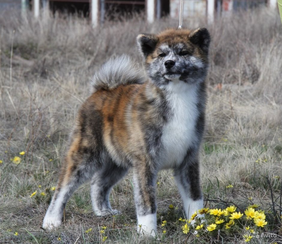 Лысая Самоедская лайка