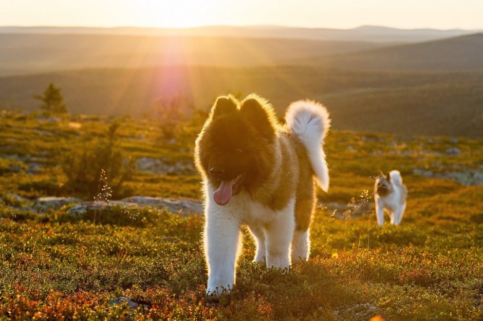 Акита-ину длинношерстная