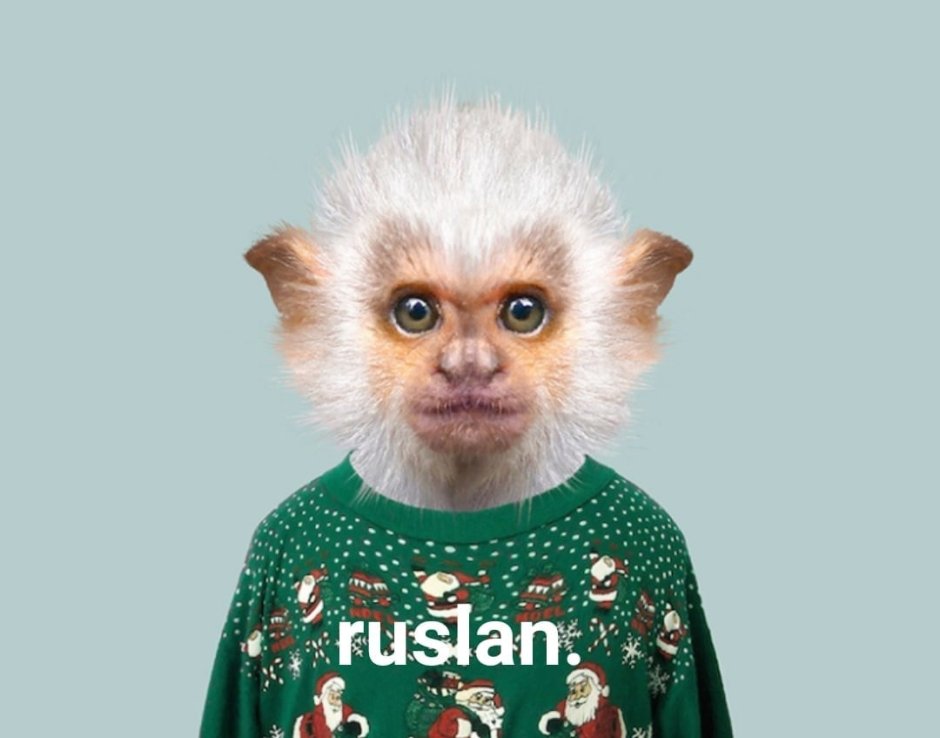 Обезьяна в одеяле