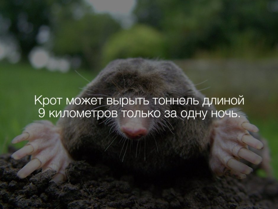 Крот в огороде