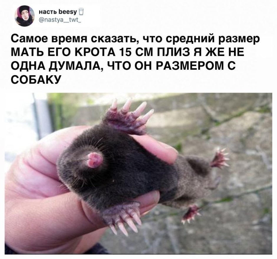 ЗВЕЗДОНОСНЫЙ Крот
