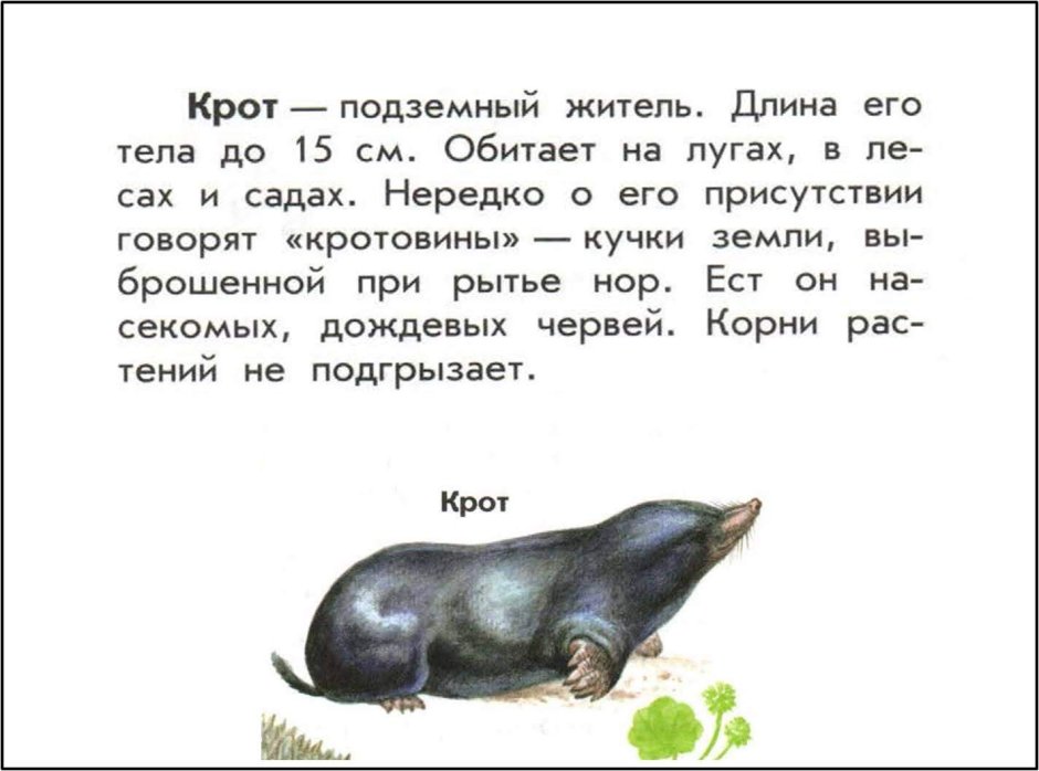 Крот Размеры самого большого