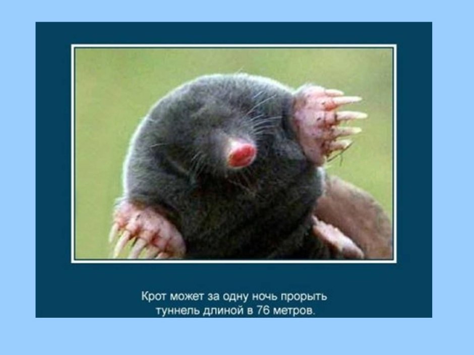 Крот мультик