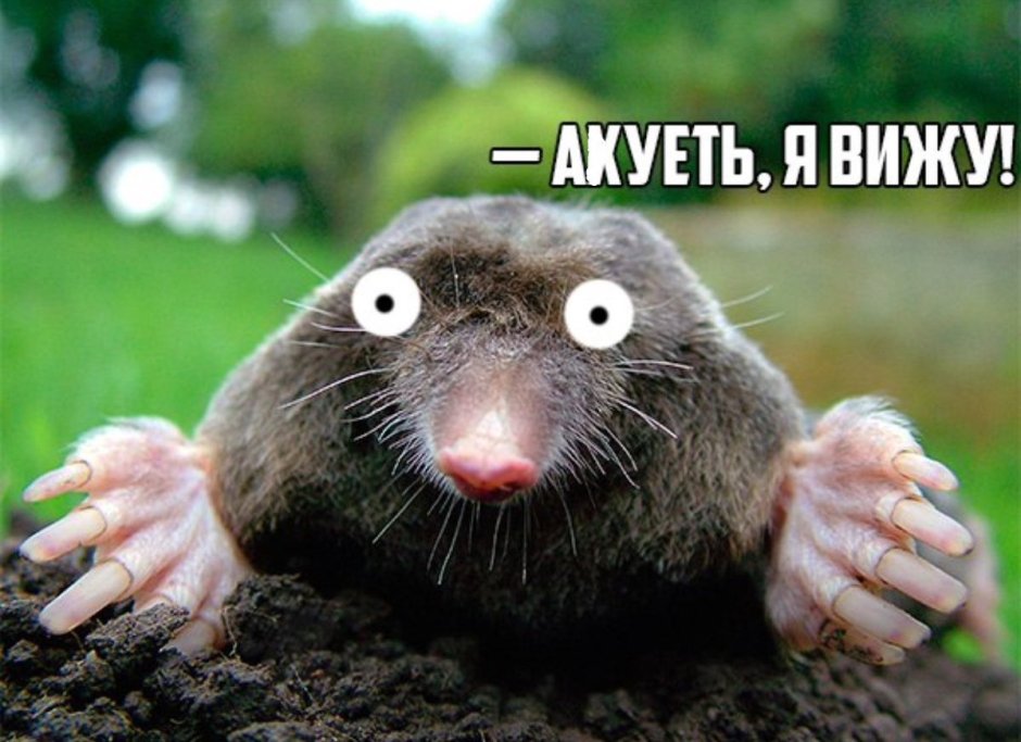 Смешной Крот