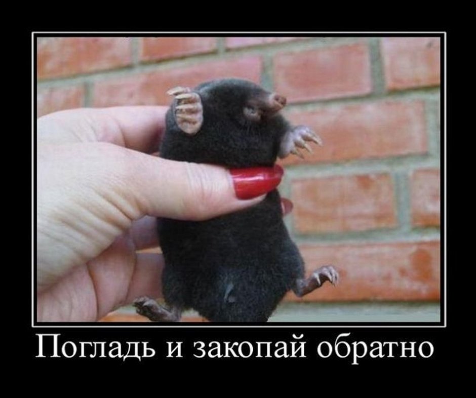 Крот с необычным носом