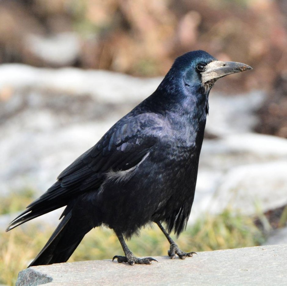 Грач (Corvus frugilegus)