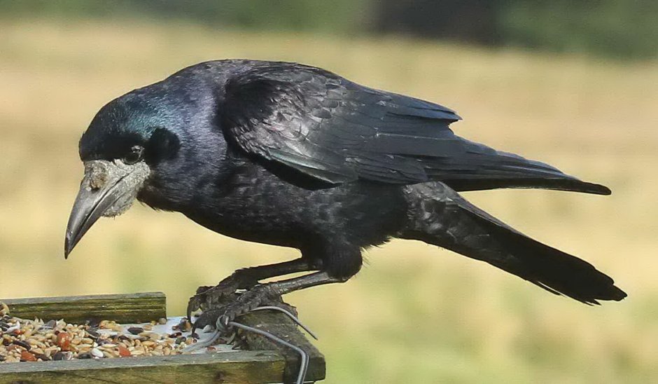 Rook фото