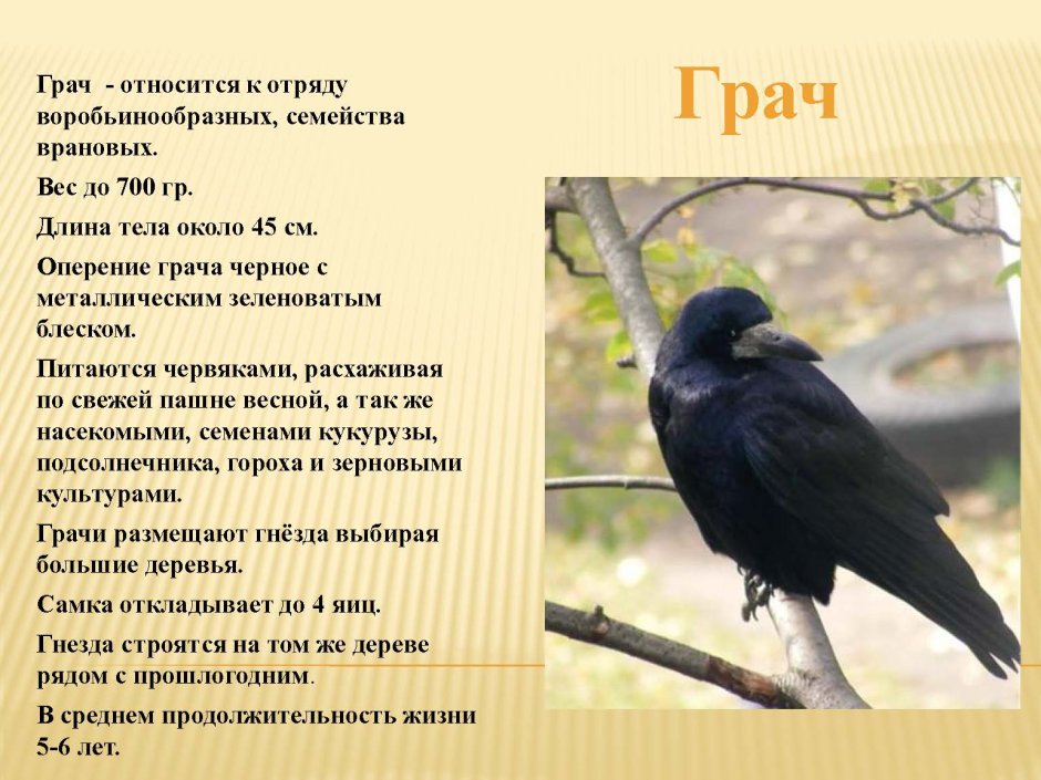 Грач Перелетная птица