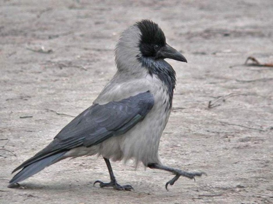 Coloeus monedula Грач