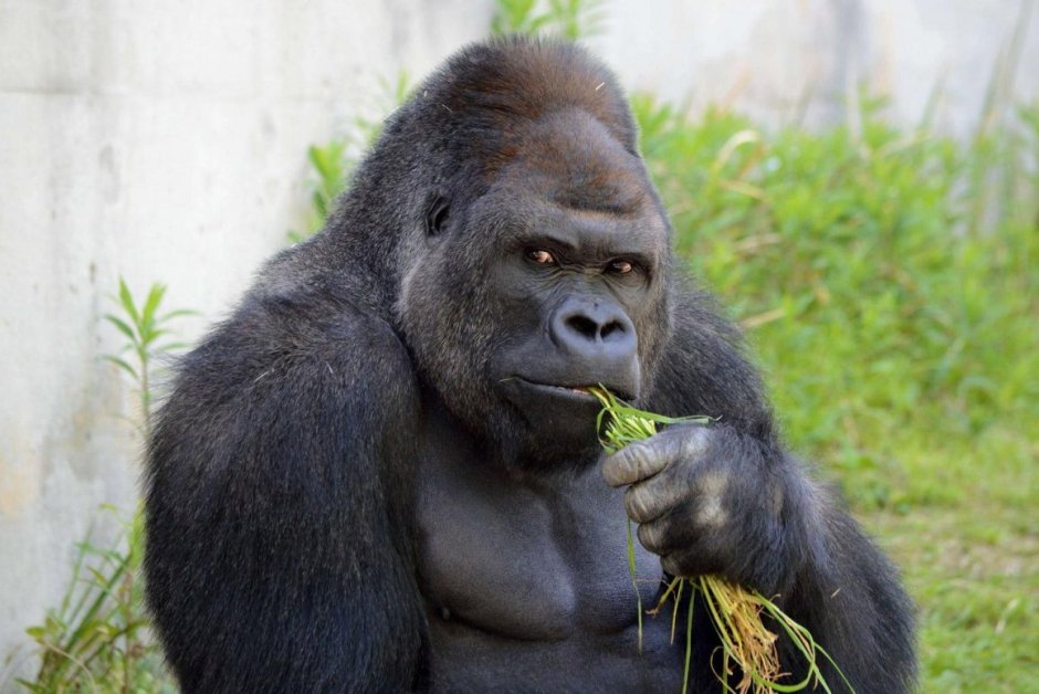 Горилла самец Shabani